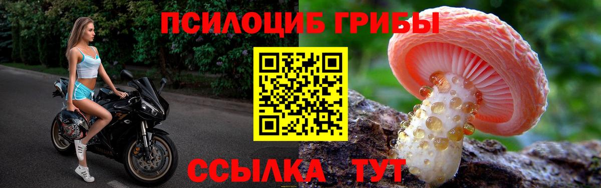 Выкса  Псилоцибиновые грибы Psilocybine cubensis  Вход с VPN 